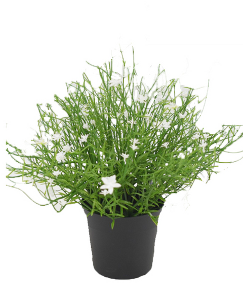 Babies Breath Bush Potted 21.5cm