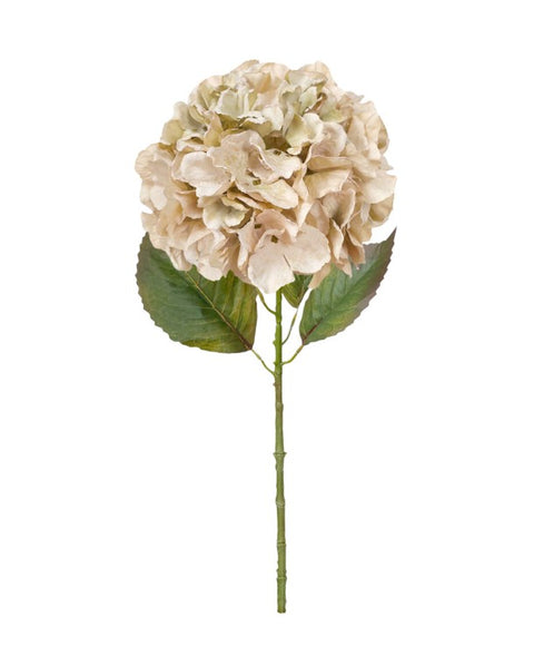 Ball Hydrangea Antique Ivory