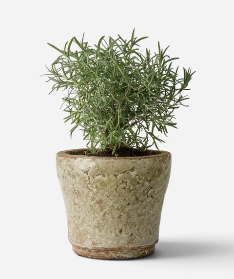 Celadon Garden Herb Planter