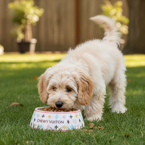 Chewy V White Bowl Small