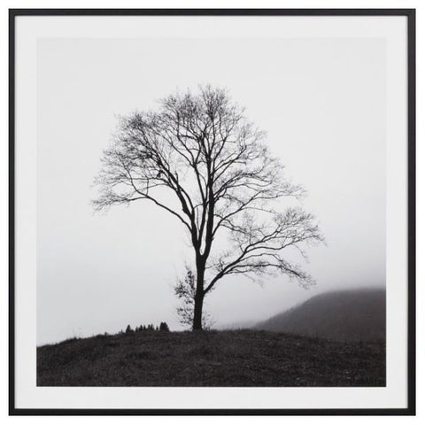 Framed Lone Misty Tree 93cmx93cm