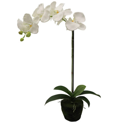 Phalaenopsis Moss Pot Orchid 65cm