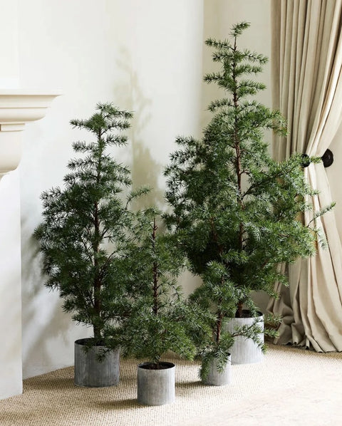 Potted Fraser Fir Tree Large