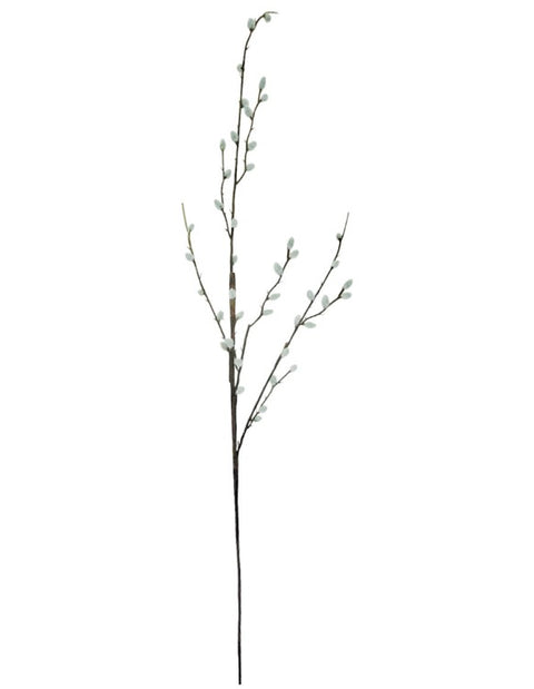 Spring Pussywillow